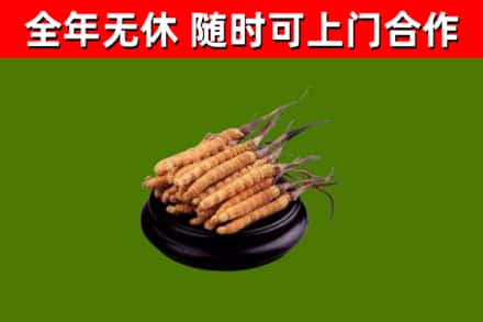 睢宁回收冬虫夏草